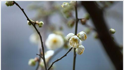 白梅花语——纯洁与坚韧的象征（白梅花的美丽与哲学寓意）