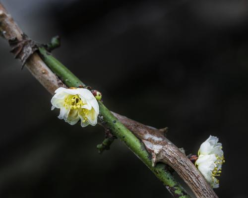 白梅花语——纯洁与坚韧的象征（白梅花的美丽与哲学寓意）