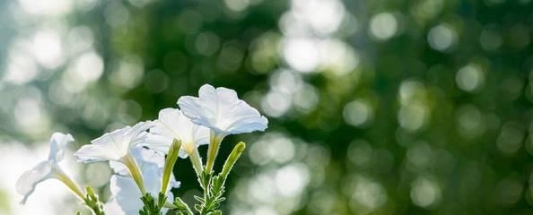 白色矮牵牛花语-纯洁与祝福（美丽的花朵传递的深刻意义）