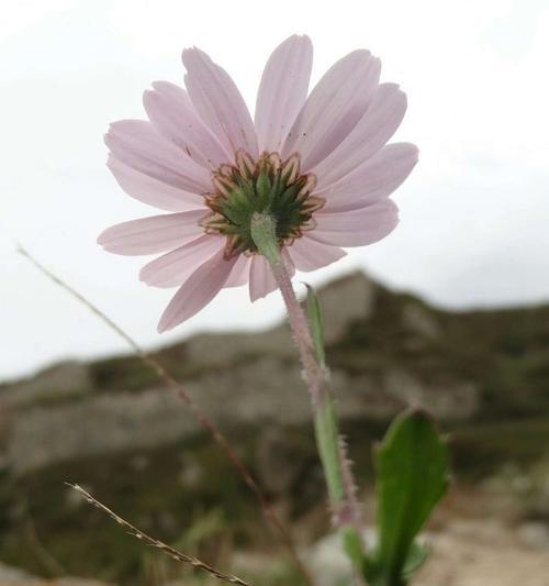 白色翠菊——纯洁与希望的象征（白色翠菊的美丽与寓意）