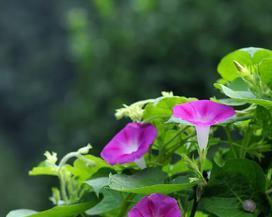 白色牵牛花的花语与美丽意象（纯洁无暇）