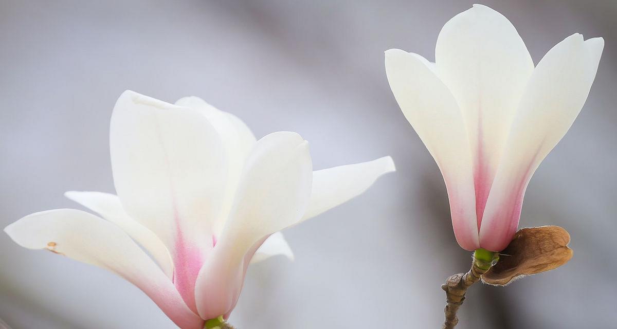 白色玉兰花花语（倾听白色玉兰花的心声）