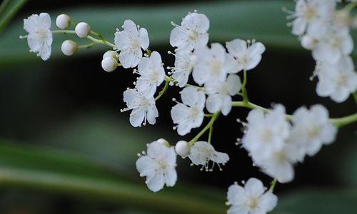 白色紫丁香的花语与意义（探寻白色紫丁香花朵背后的含义和象征）