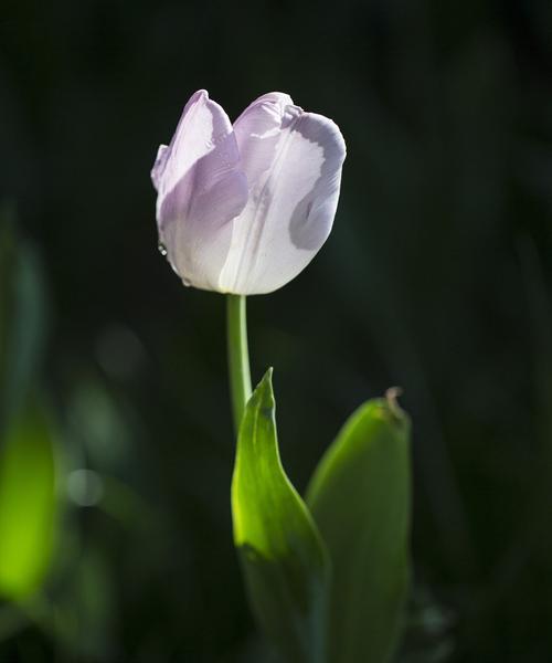 白郁金香的花语（探寻白郁金香的美丽寓意与象征意义）