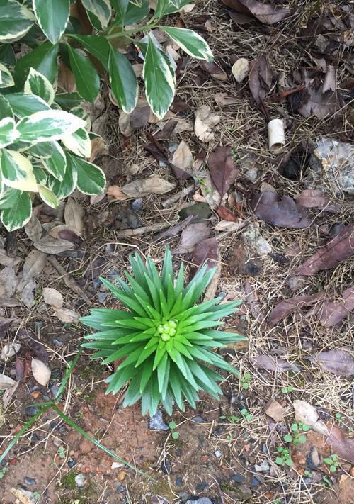 百合花的长势与意义（探寻百合花长势的奥秘）