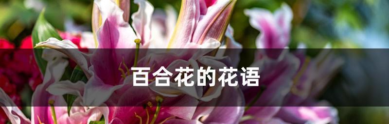 百合花的传说和花语（探寻百合花的美丽传说与深刻寓意）