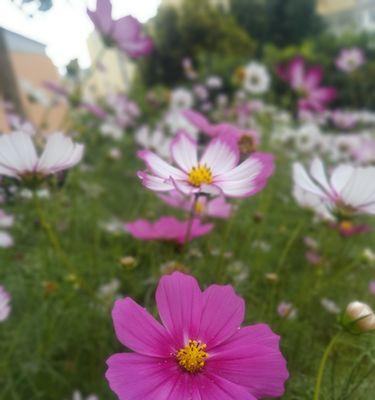 波斯菊花（用花朵诠释生命的韧性与美丽）