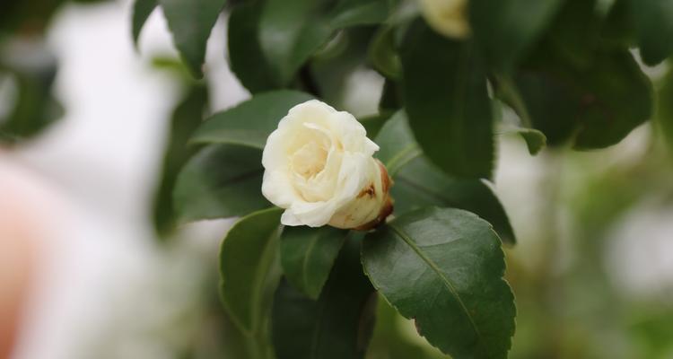 以茶梅花语寓意（品茶观梅）