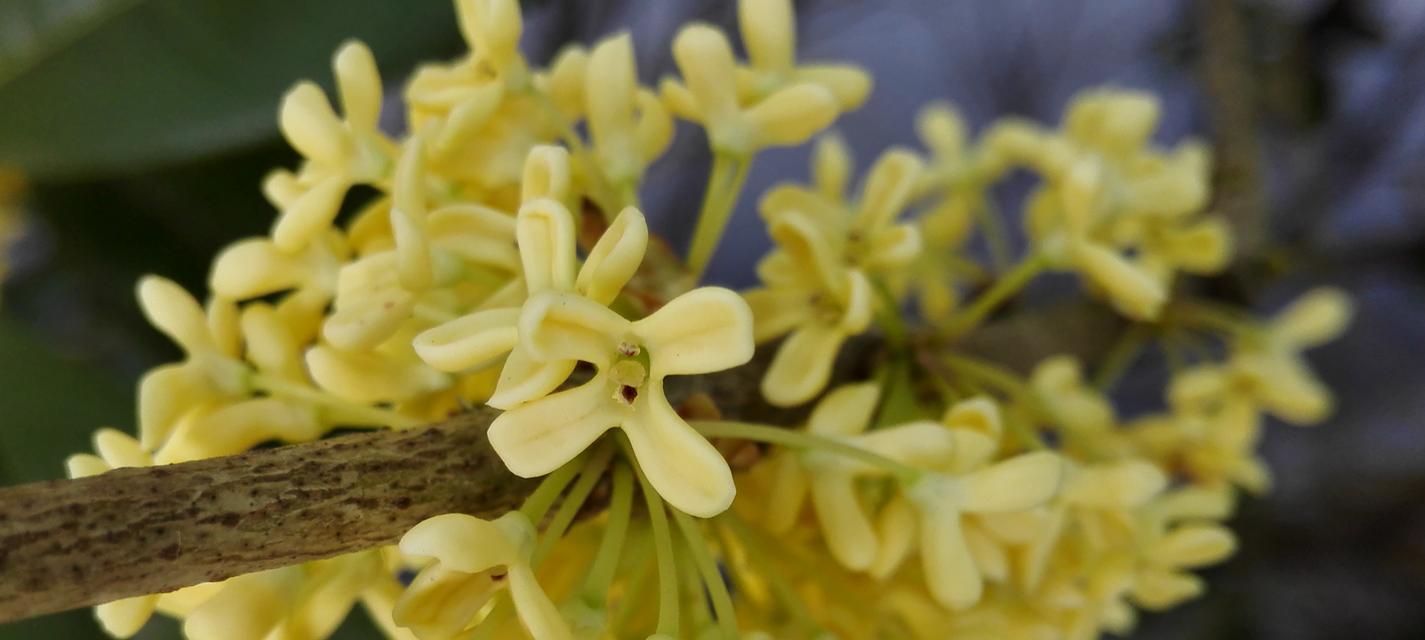 丹桂花语（馥郁芬芳）