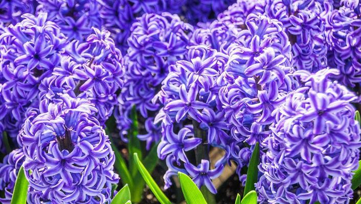 淡紫色的风信子花语（爱的芬芳、祝福的永恒）