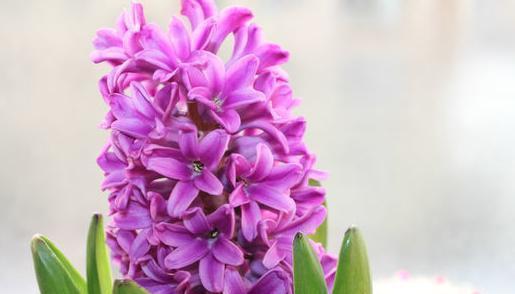 淡紫色的风信子花语（爱的芬芳、祝福的永恒）