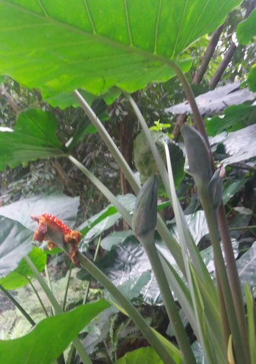 滴水观音植物的寓意与象征意义（一叶丛林中的智慧——滴水观音植物）