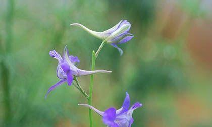 地奥铁兰花语（探秘地奥铁兰花的花语及其象征意义）