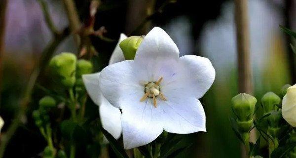 探寻吊竹兰花的美丽花语（品味吊竹兰的芬芳）