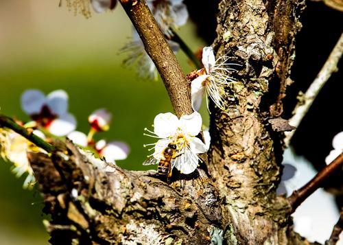 冬日梅花（寒冬季节）