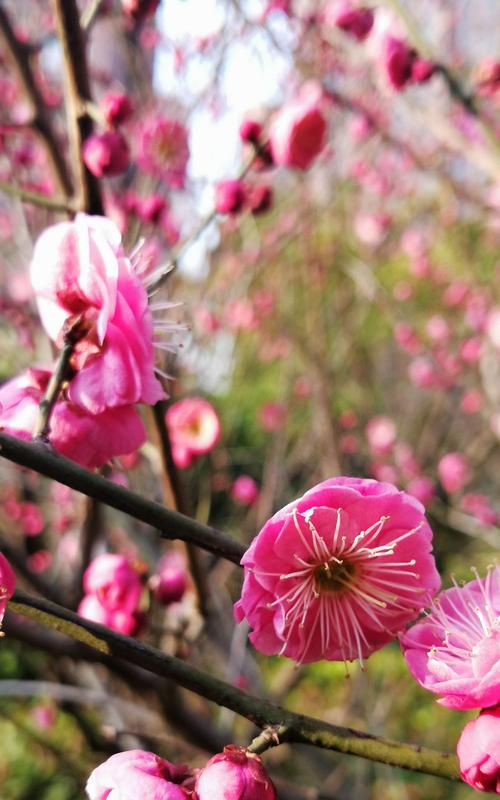 冬日梅花（寒冬季节）