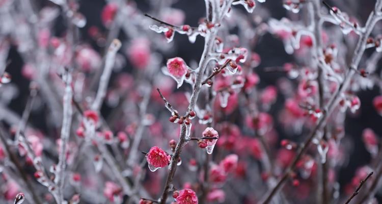 冬日梅花（寒冬季节）