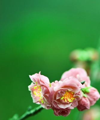 冬天的梅花银装素裹的芳香（冰雪中绽放的坚强与美丽）