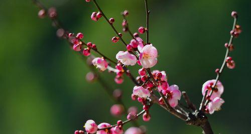 冬天的梅花银装素裹的芳香（冰雪中绽放的坚强与美丽）