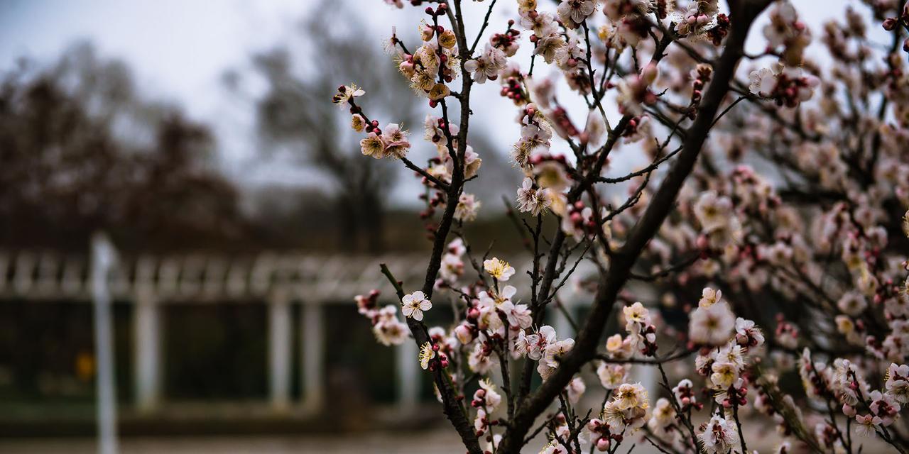 冬天梅花特点探析（雪中的坚韧与美丽）