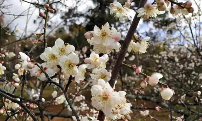 冬天梅花特点探析（雪中的坚韧与美丽）