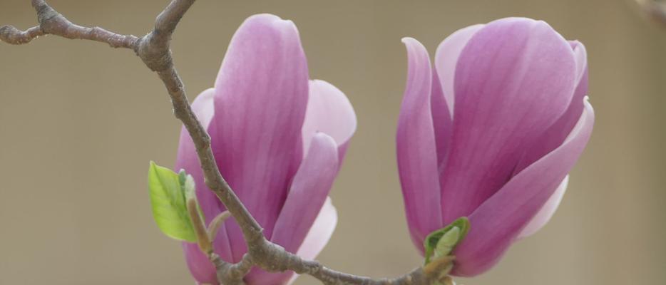 粉色玉兰花的花语及其美丽寓意（探寻玉兰花的花语与象征意义）