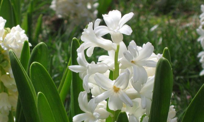 风信子花语（探寻风信子的生命力与希望的力量）