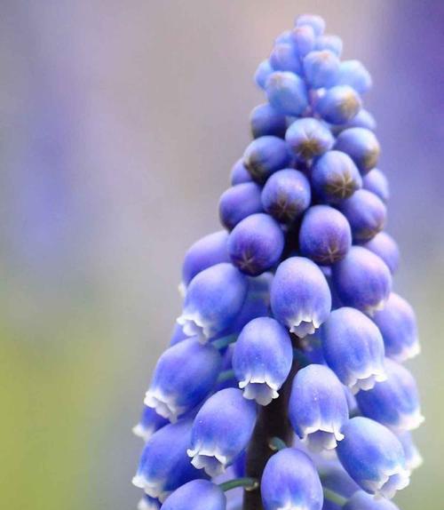 风信子鲜花的花语——祝福与希望（风信子鲜花花语的深层寓意与心灵治愈力量）