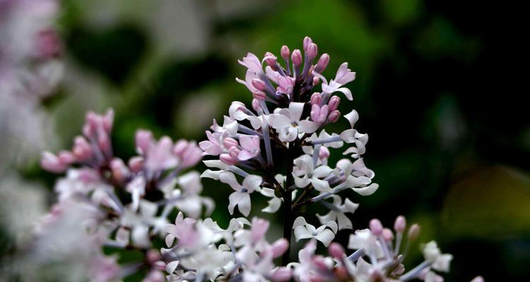 丁香花语的深意与寓意（丁香花语揭示的秘密）