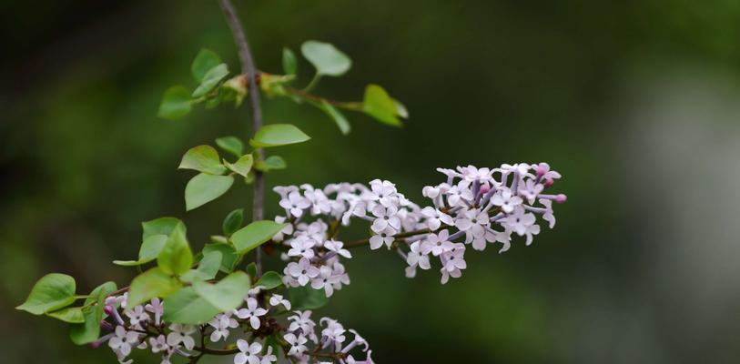 丁香花语的深意与寓意（丁香花语揭示的秘密）