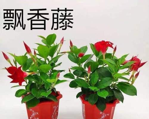 室内植物装饰的意义（增添生机与美感）