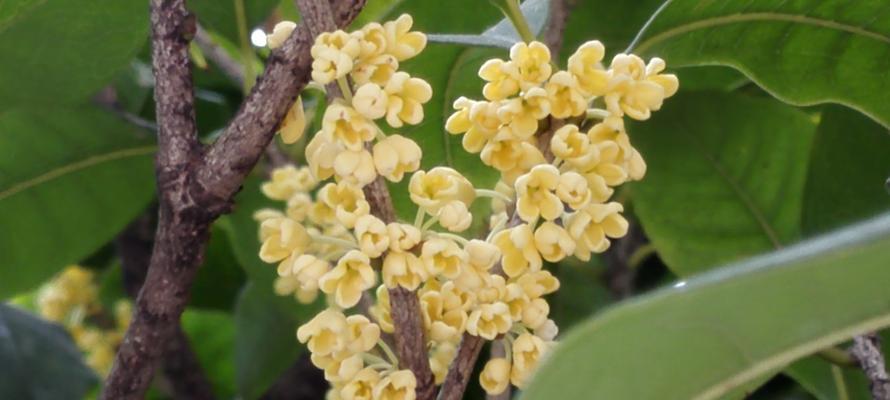 桂花的花语与意义（桂花花语的深层内涵与文化传承）