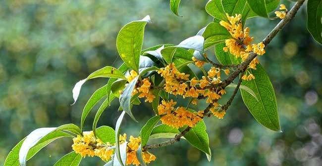 桂花的花语与意义（桂花花语的深层内涵与文化传承）