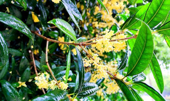 桂花的花语与意义（桂花花语的深层内涵与文化传承）