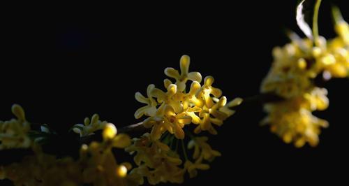 桂花的花语与含义（美丽芬芳的桂花）