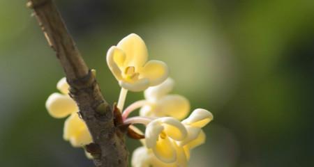 桂花花语之美（芬芳流转的桂花）