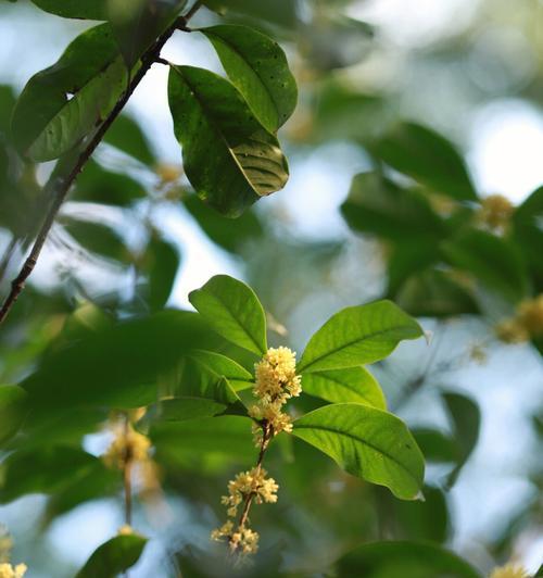 桂花开花的寓意（桂花绽放的美丽与象征意义）