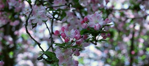 海棠花官方花语（传承千年的经典之美）