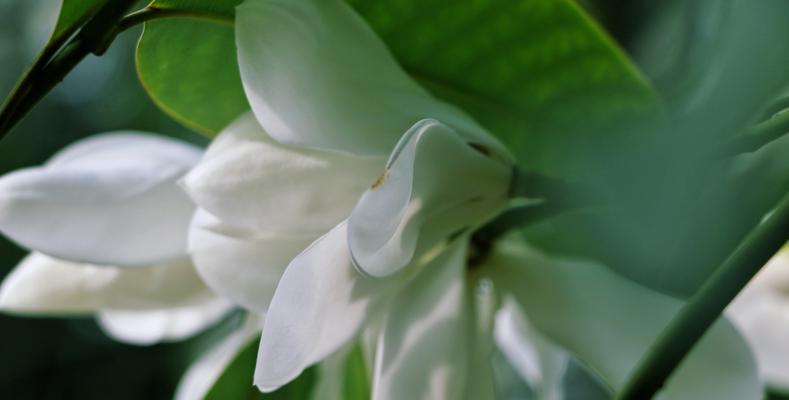 以含笑花代表什么意思（探寻含笑花的象征意义与文化传承）