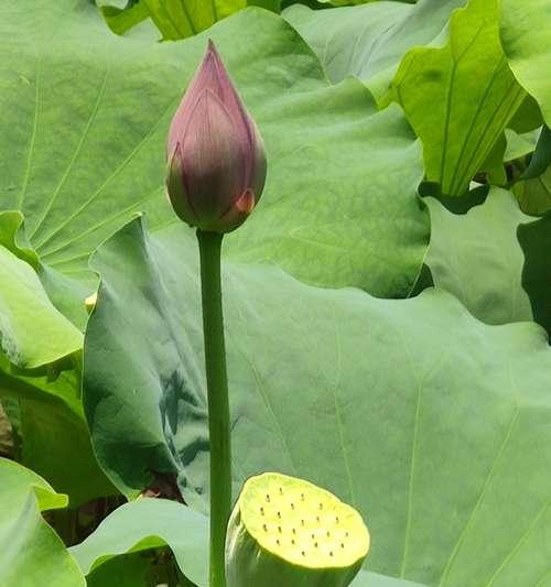 荷花的花语及其深意（探寻荷花的神秘花语）