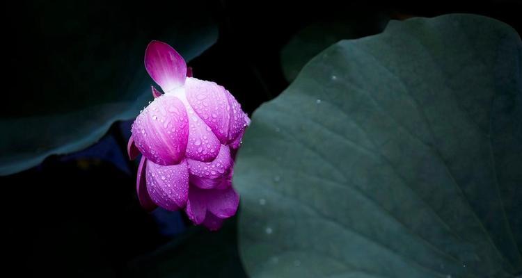 荷花的花语及其深意（探寻荷花的神秘花语）