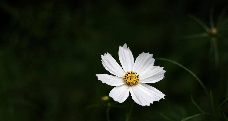 黑色波斯菊花的美丽与神秘（揭开黑色波斯菊花语的面纱）