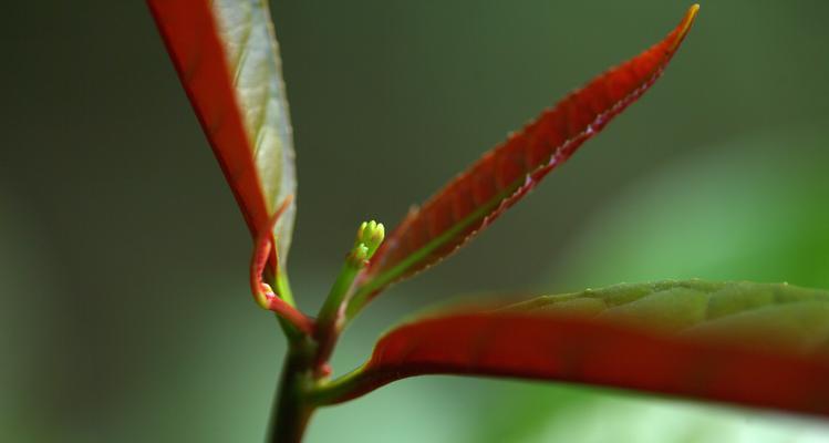 红背桂花的象征意义与文化价值（探寻红背桂花的历史渊源与美学内涵）