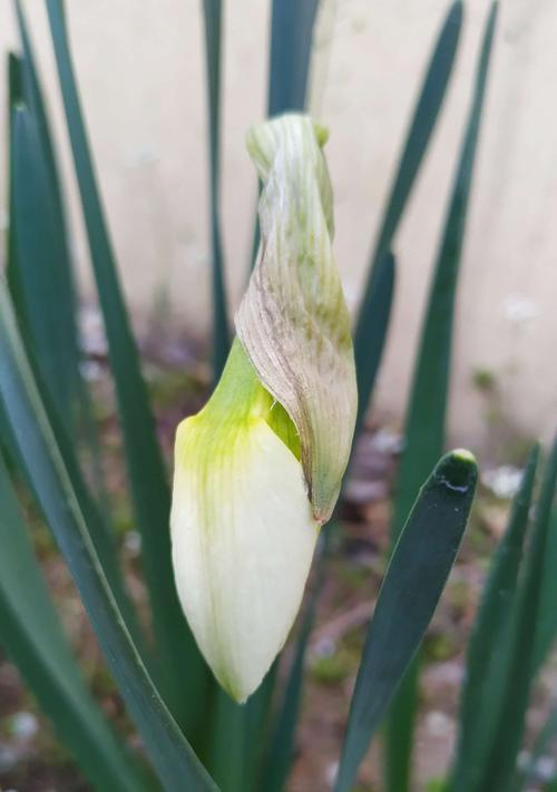 红口水仙花语（揭开红口水仙花的美丽与神秘之纱）