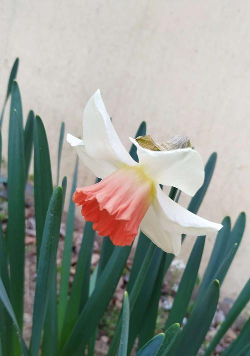 红口水仙花语（揭开红口水仙花的美丽与神秘之纱）