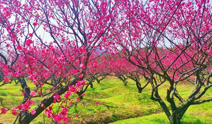 红梅花的花语及意义（红梅花的美丽与坚韧）