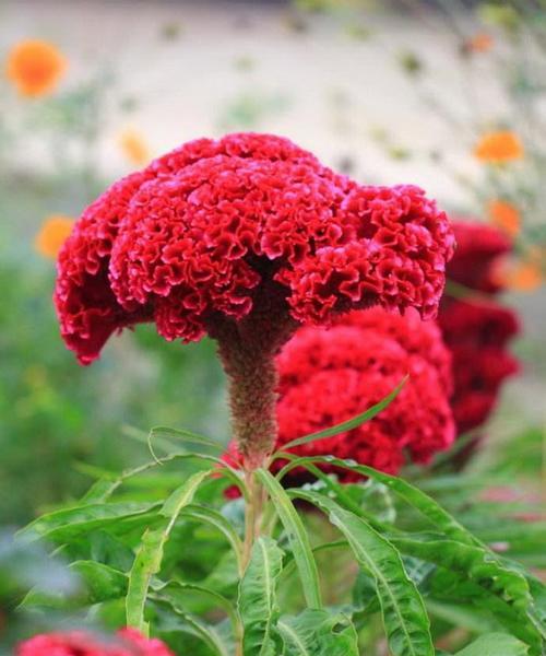 红色鸡冠花的花语与美丽姿态（揭秘红色鸡冠花背后的深意）