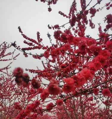 红叶碧桃花语——春日的美丽诗篇（用红叶碧桃的花语感受春天的韵律）