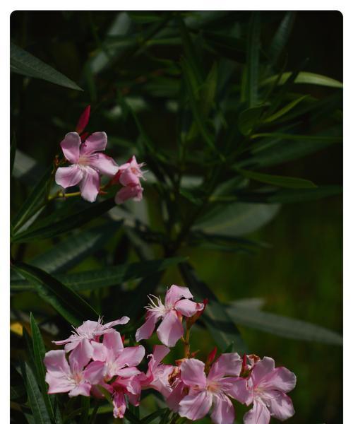 夹竹桃花语传说——美丽与神秘的象征（解读夹竹桃花语的文化内涵）