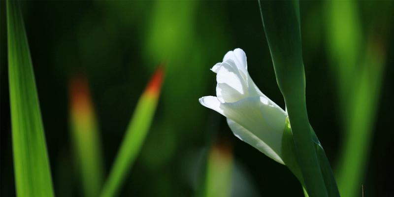 剑兰花（剑兰花的花语和美丽之谜）